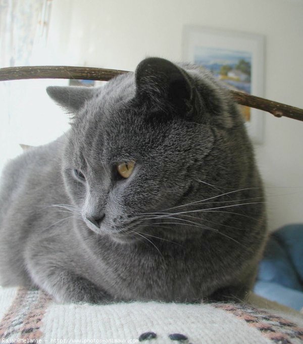 Photo de Chartreux