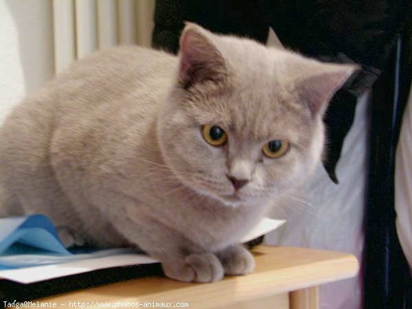 Photo de British shorthair