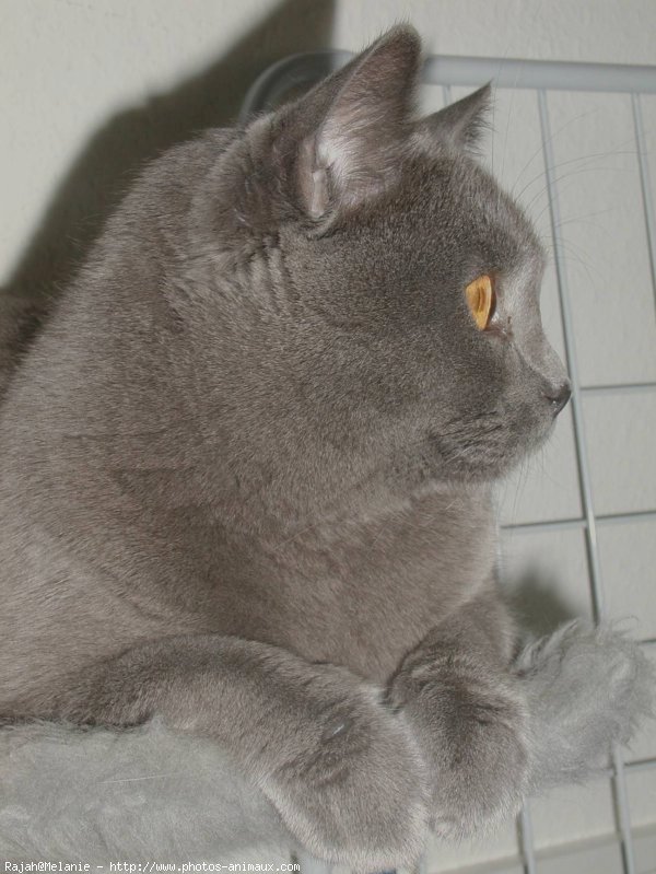 Photo de Chartreux