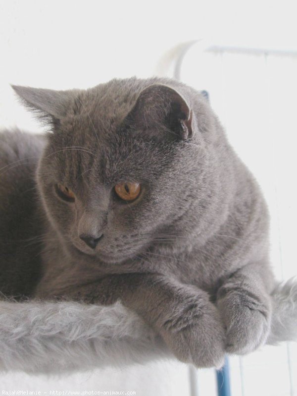 Photo de Chartreux