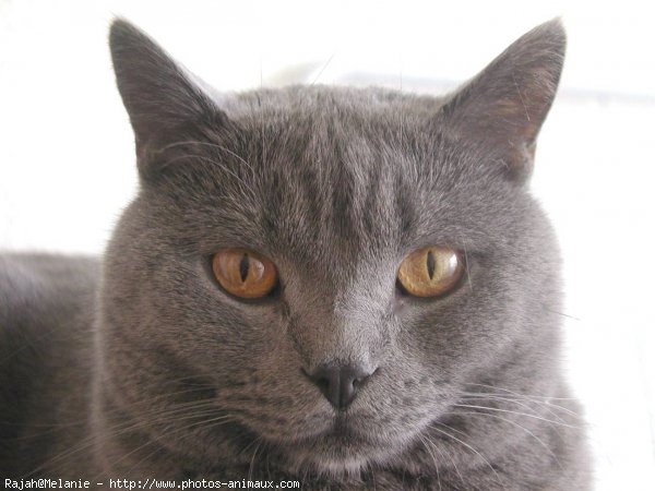 Photo de Chartreux