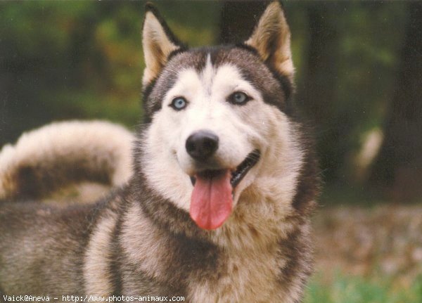 Photo de Husky siberien