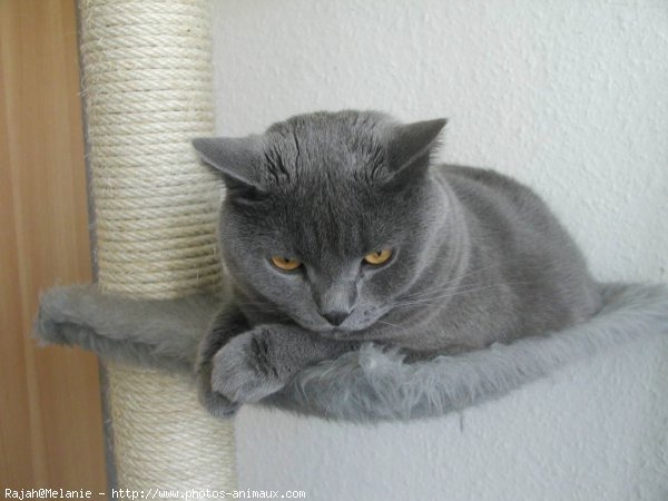 Photo de Chartreux