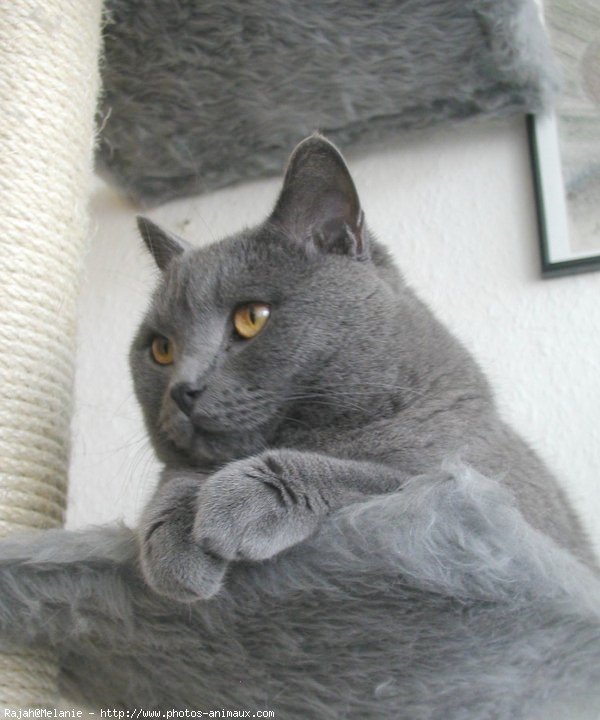 Photo de Chartreux