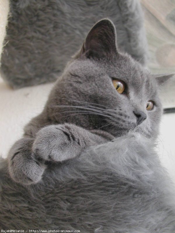 Photo de Chartreux