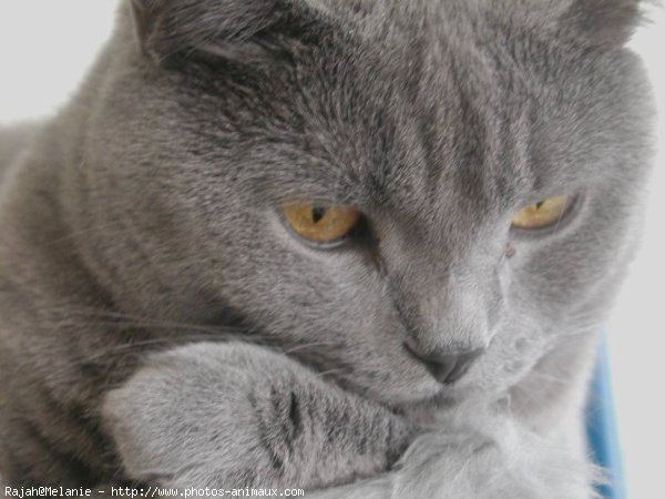 Photo de Chartreux