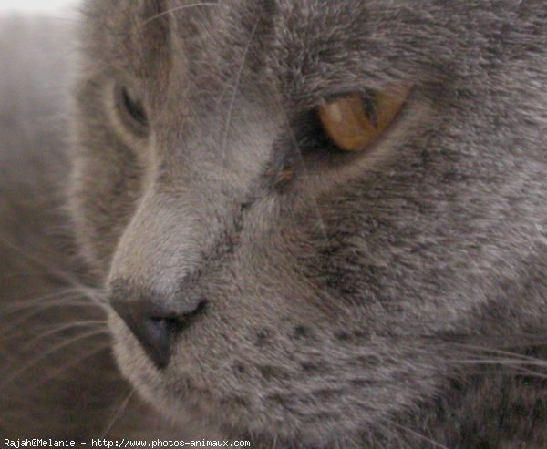 Photo de Chartreux