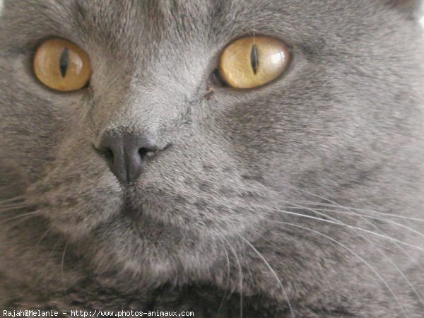 Photo de Chartreux