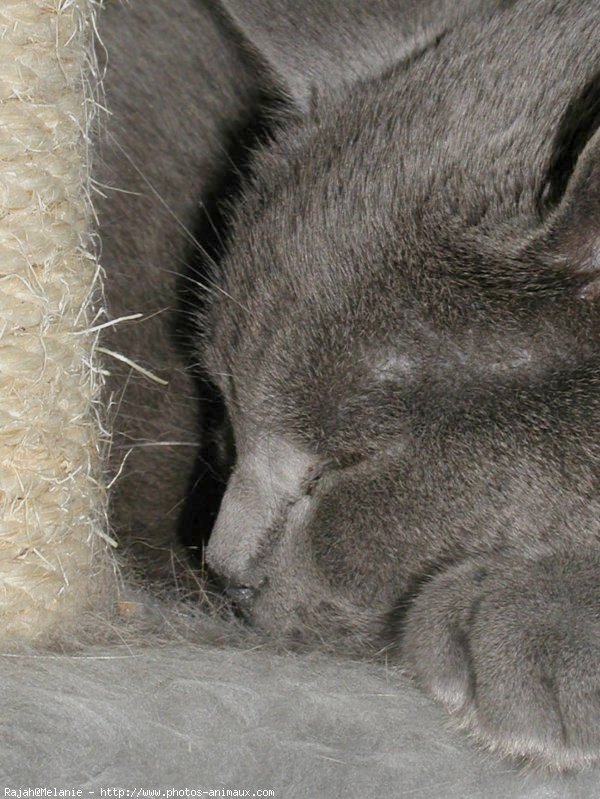 Photo de Chartreux