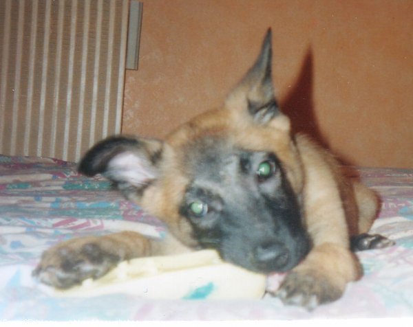 Photo de Berger belge malinois