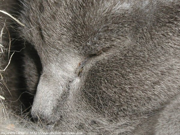 Photo de Chartreux