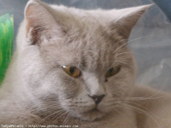 Photo de British shorthair