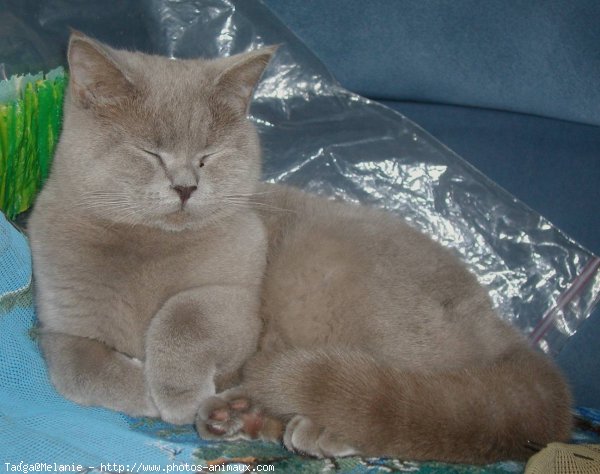 Photo de British shorthair