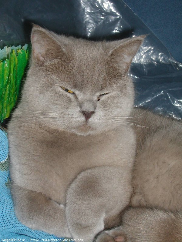 Photo de British shorthair