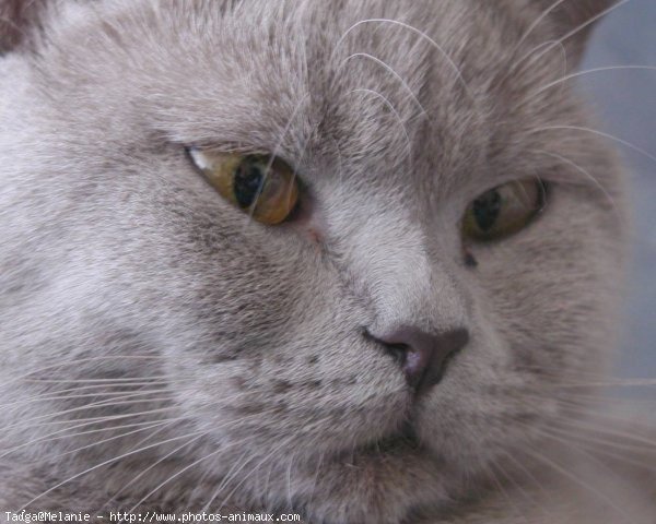 Photo de British shorthair