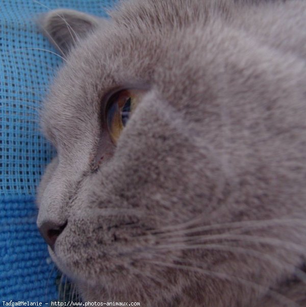 Photo de British shorthair