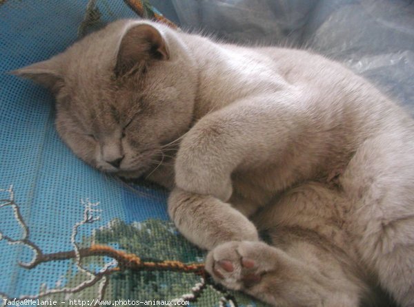 Photo de British shorthair