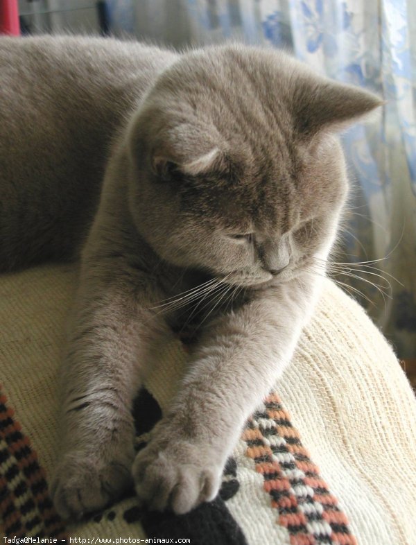 Photo de British shorthair