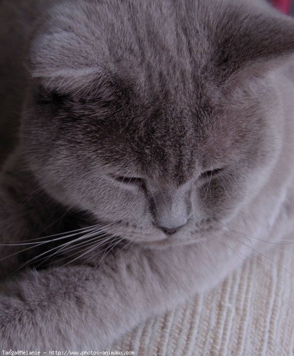 Photo de British shorthair