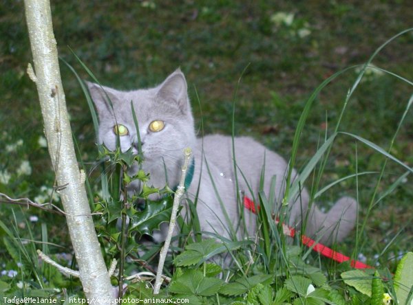 Photo de British shorthair