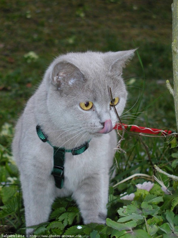 Photo de British shorthair