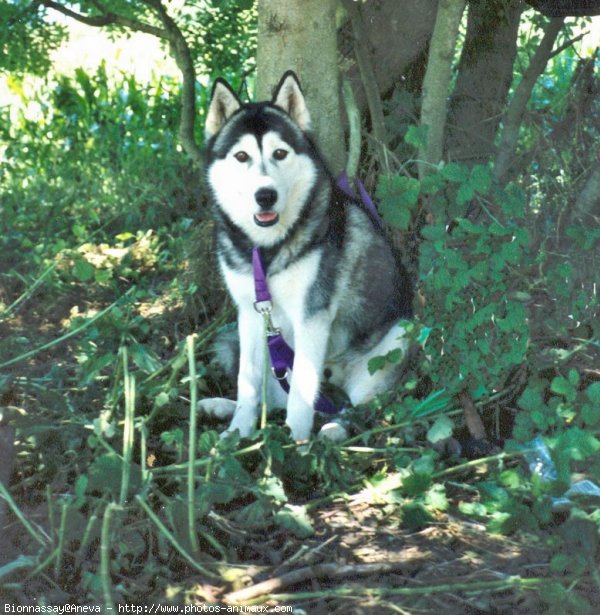 Photo de Husky siberien