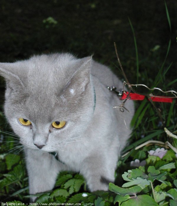 Photo de British shorthair