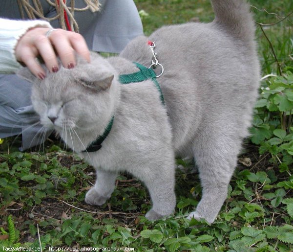 Photo de British shorthair