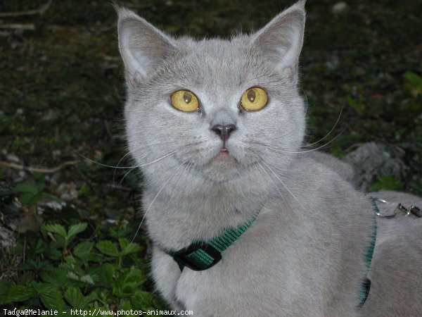 Photo de British shorthair