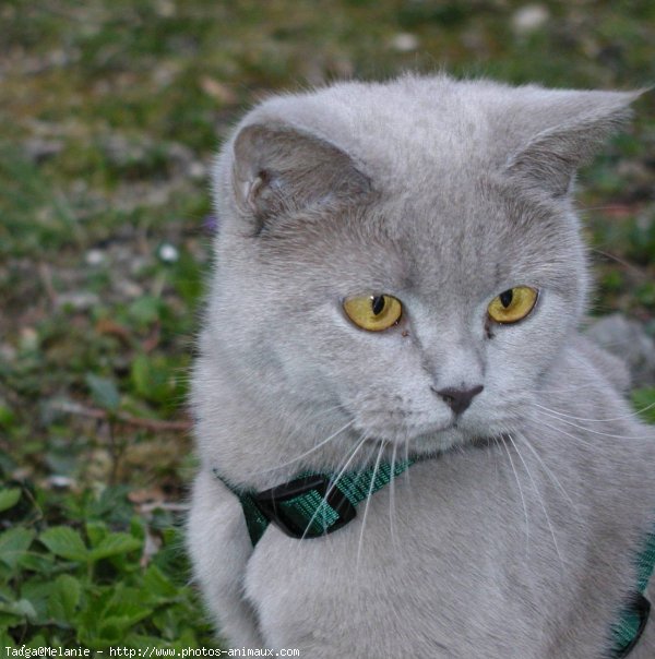 Photo de British shorthair