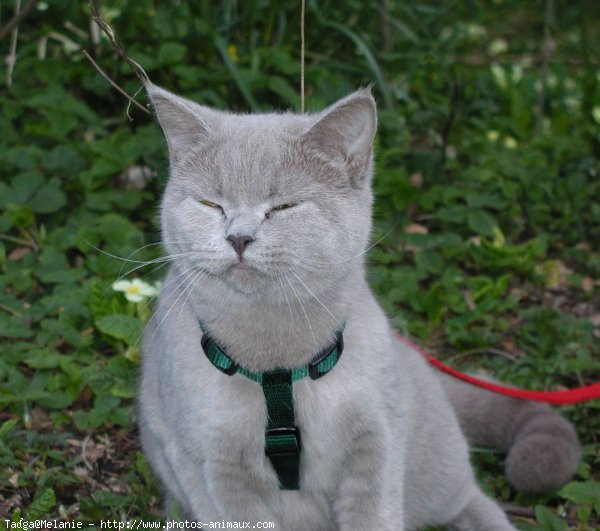 Photo de British shorthair