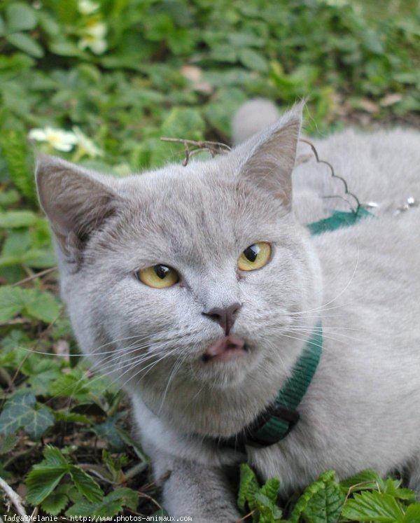 Photo de British shorthair