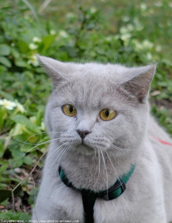 Photo de British shorthair