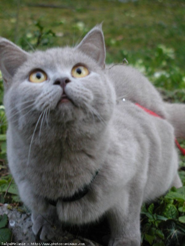 Photo de British shorthair