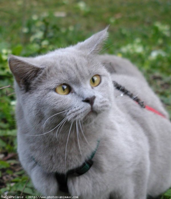 Photo de British shorthair