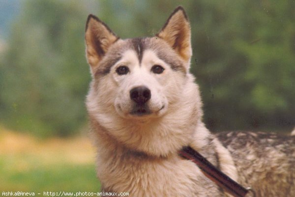 Photo de Husky siberien