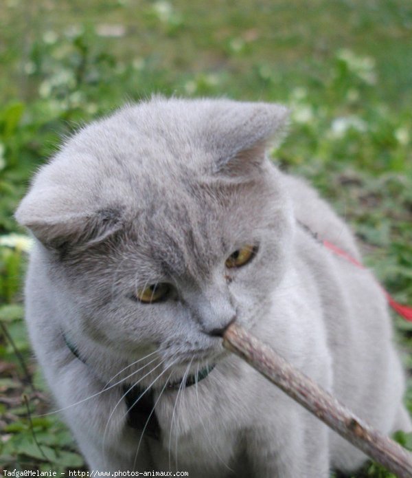 Photo de British shorthair