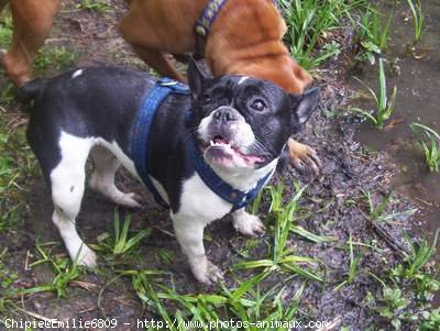 Photo de Bouledogue franais