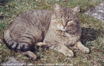 Photo de Chat domestique