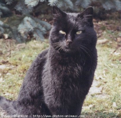 Photo de Chat domestique