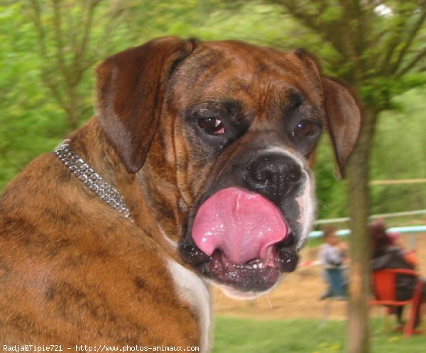 Photo de Boxer