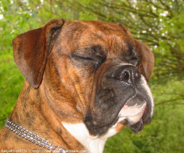 Photo de Boxer