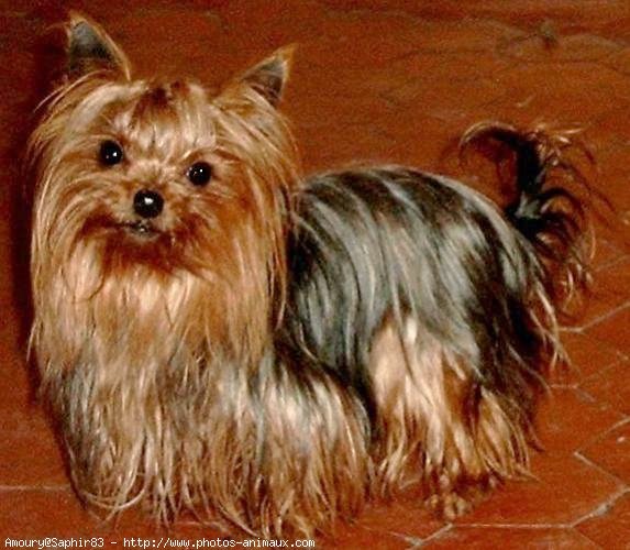 Photo de Yorkshire terrier