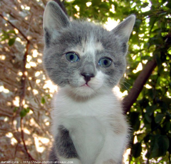 Photo de Chat domestique