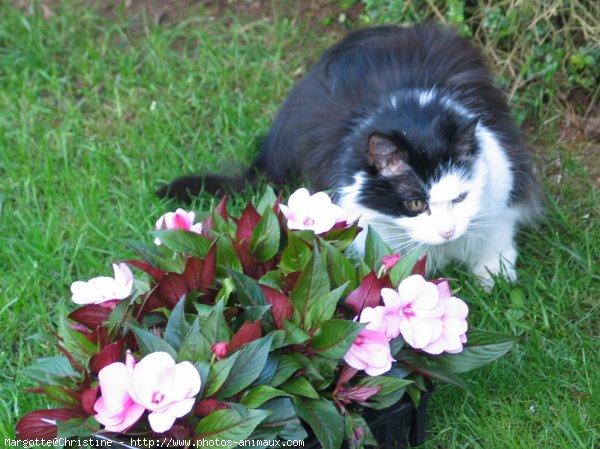 Photo de Chat domestique