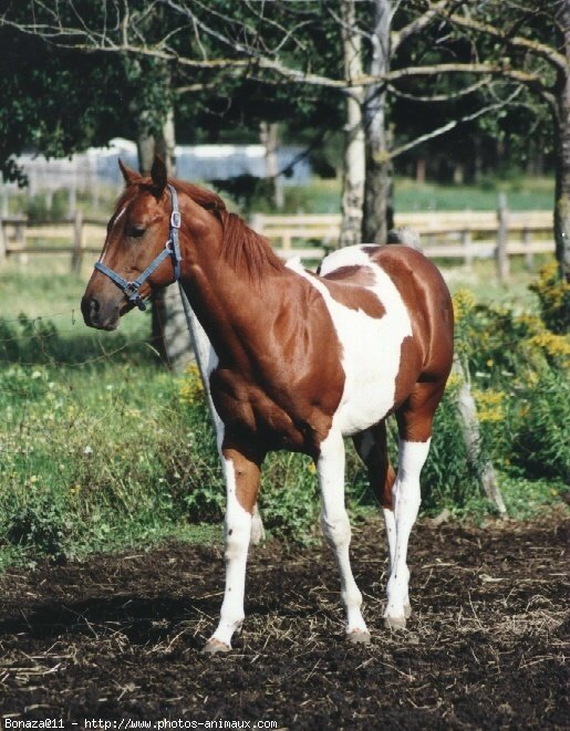 Photo de Paint horse