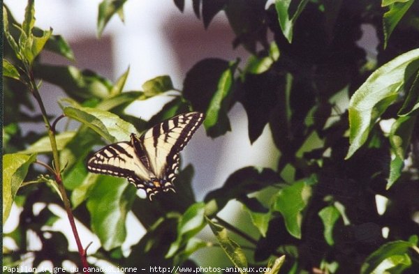 Photo de Papillon