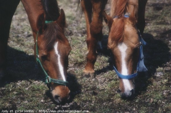 Photo de Quarter horse