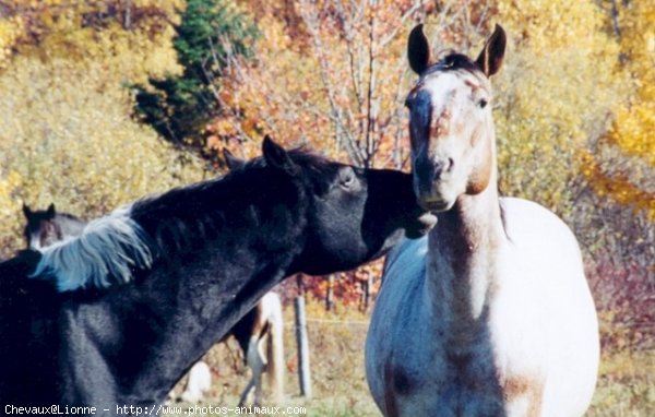 Photo de Races diffrentes