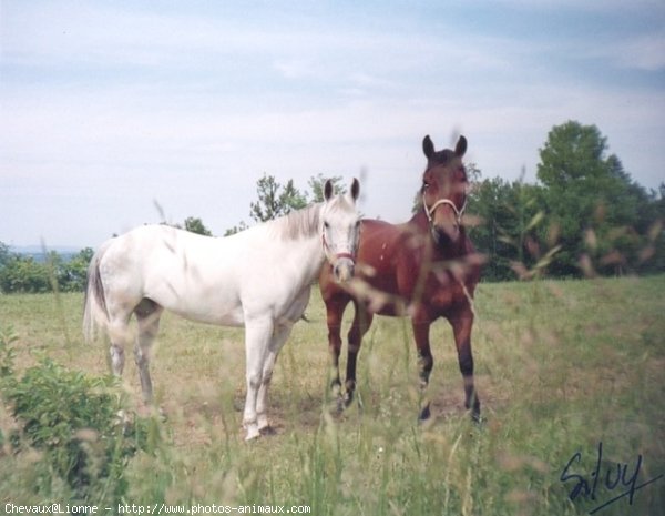 Photo de Races diffrentes